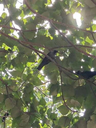 House Crow