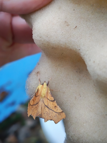 Canary-shouldered Thorn