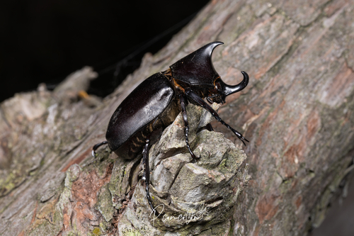 Xylotrupes socrates tonkinensis
