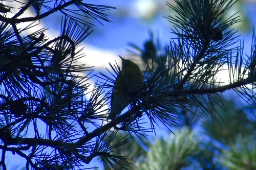 Chlorodrepanis virens observed 2026-09-15