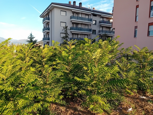 tree-of-heaven