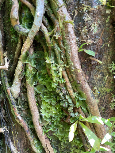 Didymoglossum tahitense observed 2026-09-18