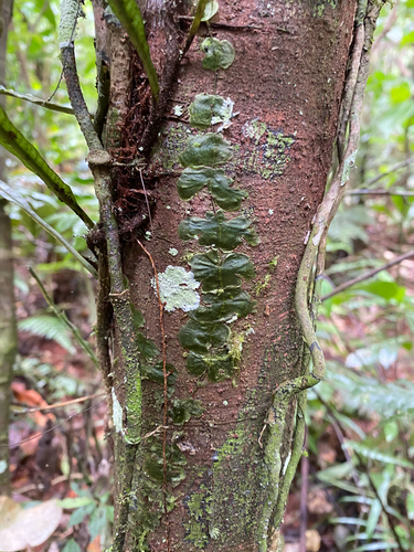 Didymoglossum tahitense observed 2026-09-18