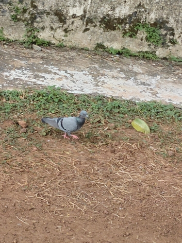 Feral Pigeon