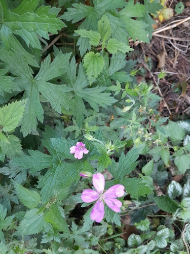 Geranium endressii, photograph 2