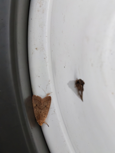 Yellow-line Quaker