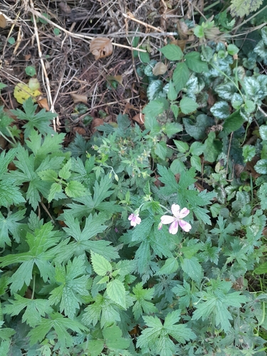Geranium endressii, photograph 3