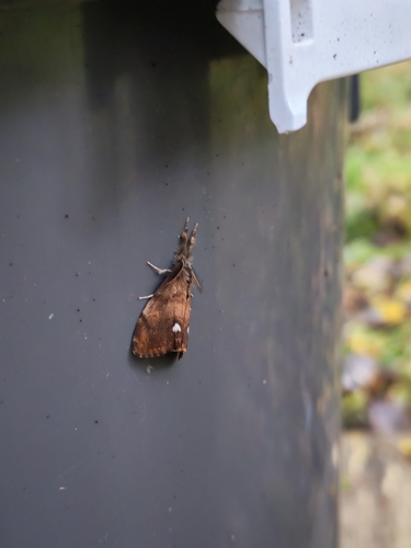 Rusty Tussock Moth