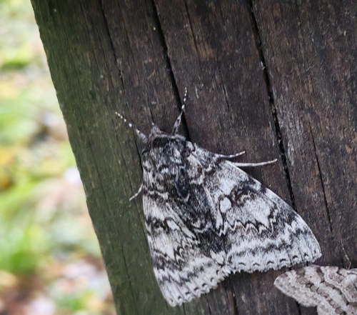 Blue Underwing
