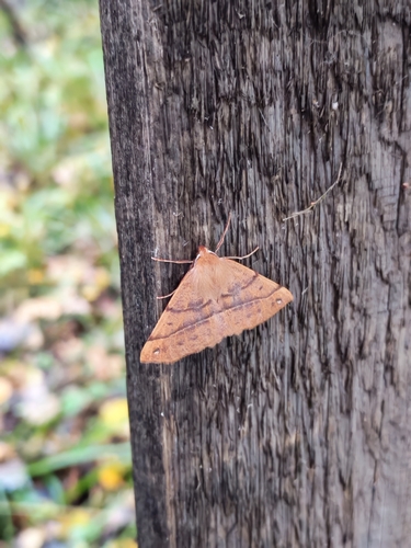 Feathered Thorn