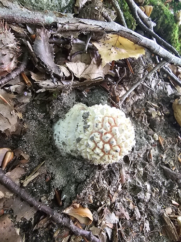 Fly Agaric