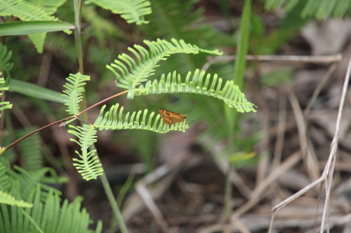 Potanthus hetaerus