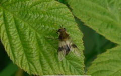 Leucozona lucorum