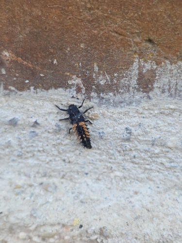 Asian Lady Beetle