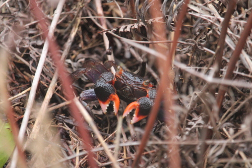 Contusarma cheirogonum
