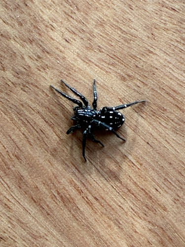 White-spotted Swift Spider