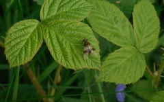 Leucozona lucorum