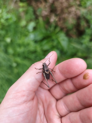Dark Bush-cricket