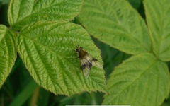 Leucozona lucorum