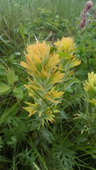 Castilleja hispida acuta