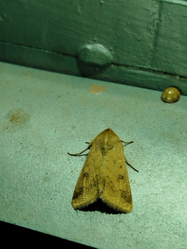 Cotton Bollworm Moth