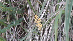 Pseudopanthera macularia