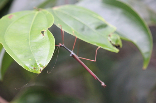 Marmessoidea rubescens