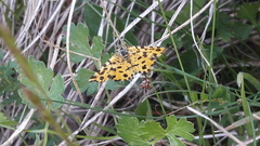 Pseudopanthera macularia