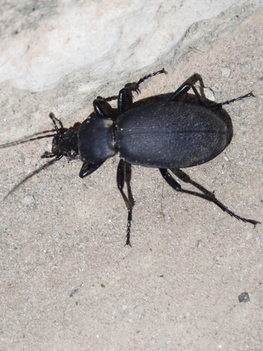 Leather Beetle