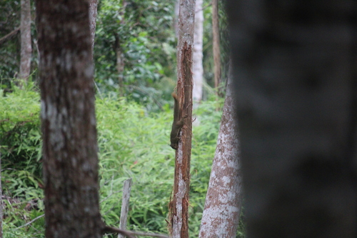 Plantain Squirrel