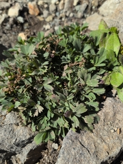 Sibbaldia procumbens, photograph (c) Nick T., some rights reserved (CC BY-SA)