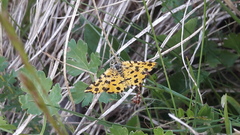 Pseudopanthera macularia