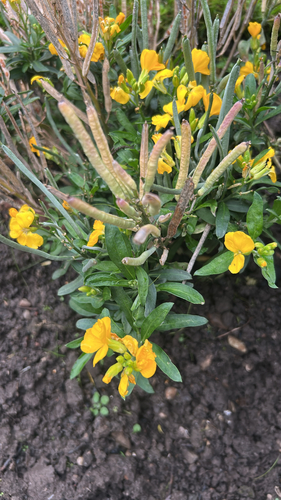 Erysimum cheiri observed 2026-09-18