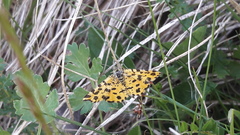 Pseudopanthera macularia