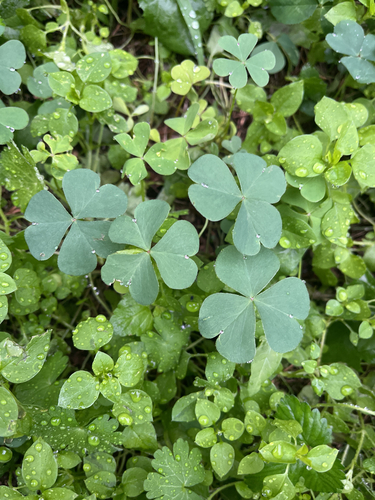 Creeping Woodsorrel