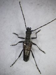 Anthophylax attenuatus