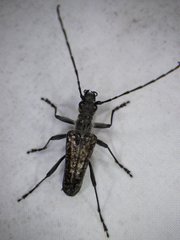 Anthophylax attenuatus