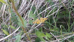 Pseudopanthera macularia