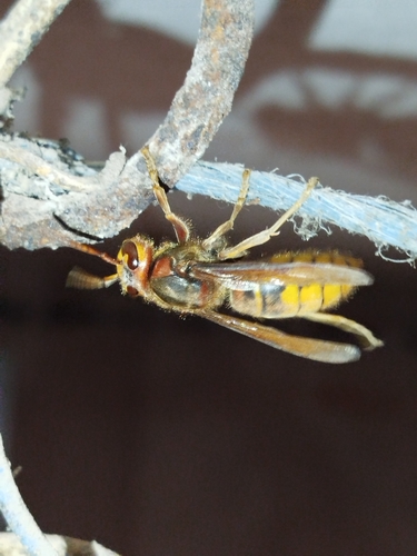 European Hornet