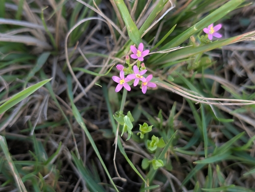 Centaurium erythraea observed 2026-09-17