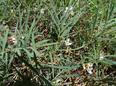 Lathyrus lanszwertii