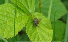 Eudasyphora cyanella