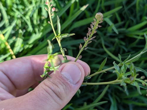 Lepidium africanum observed 2026-09-17