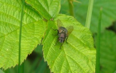 Eudasyphora cyanella