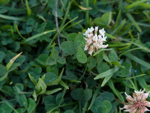 Trifolium repens observed 2026-09-17