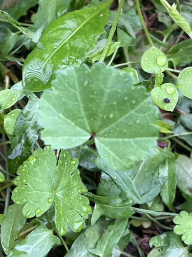 dwarf mallow