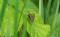 Eudasyphora cyanella