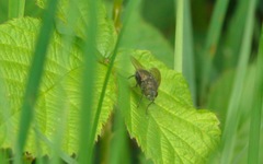 Eudasyphora cyanella