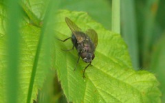 Eudasyphora cyanella