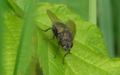 Eudasyphora cyanella